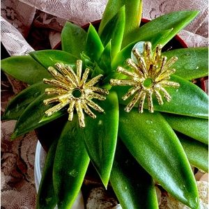 NWOT gold tone earrings